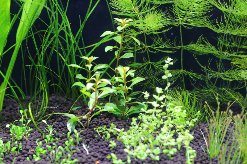 植栽から3日目